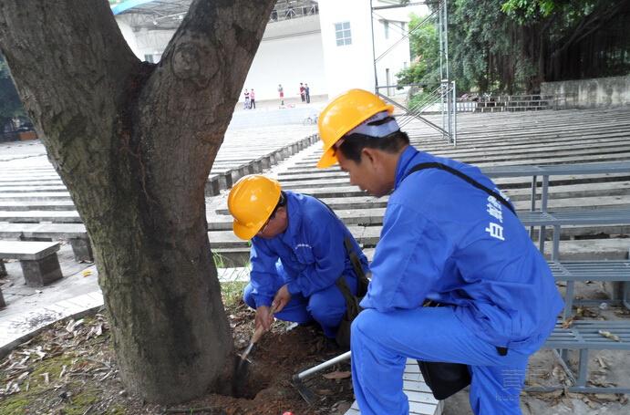 南海绿化灭治白蚁