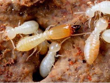 夏日白蚁繁殖季，该如何防治？