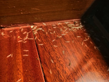 禅城白蚁防治所预防白蚁危害木地板