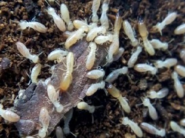 佛山灭治白蚁中心2022年的白蚁纷飞大约开始时间