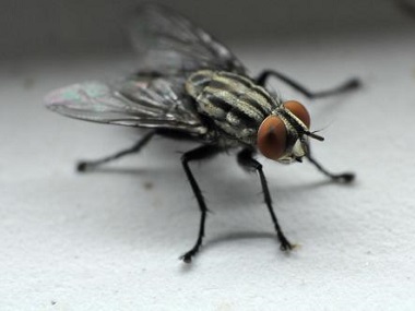 三水害虫防控公司分享4个适用小妙招杀死蚊子和苍蝇