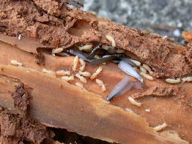 南海白蚁备案机构白蚁除了吃木头还吃什么？