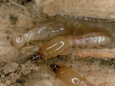 高明白蚁防治所白蚁危害主要有哪些方面