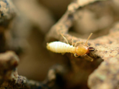 三水治白蚁中心常见且有效的白蚁灭治方法