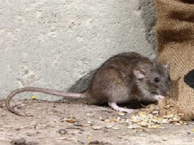 佛山鼠害防控中心餐饮行业厨房怎么预防老鼠