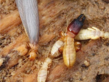 禅城灭治白蚁站：如何预防和控制白蚁