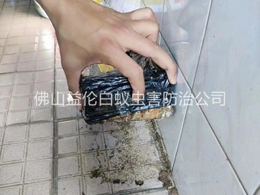 佛山诱杀白蚁危害工程
