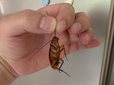 高明病媒生物防控公司蟑螂的危害及防制