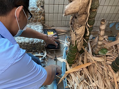 高明上门灭白蚁居家白蚁预防全攻略