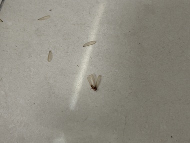 佛山白蚁防治站飞白蚁具体长什么样?(快速辨别)
